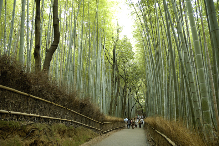 嵐山竹林步道