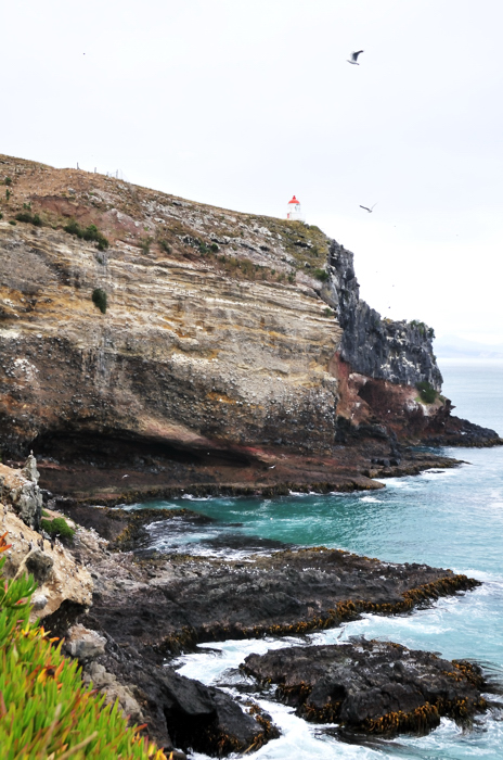 Royal Albatross Colony