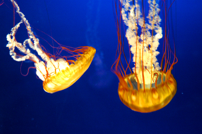 Jellyfish