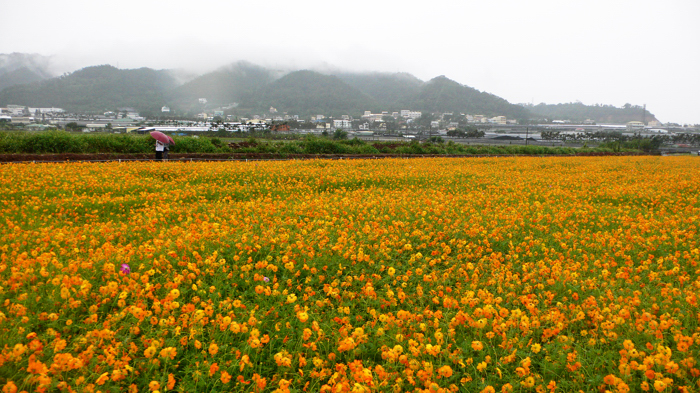 新社花海