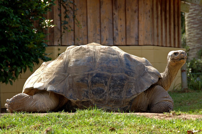 Galapagos Tortoise