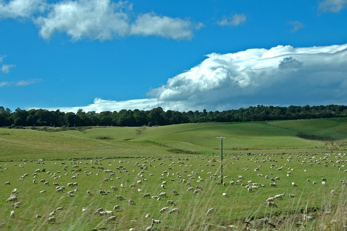 草場羊群